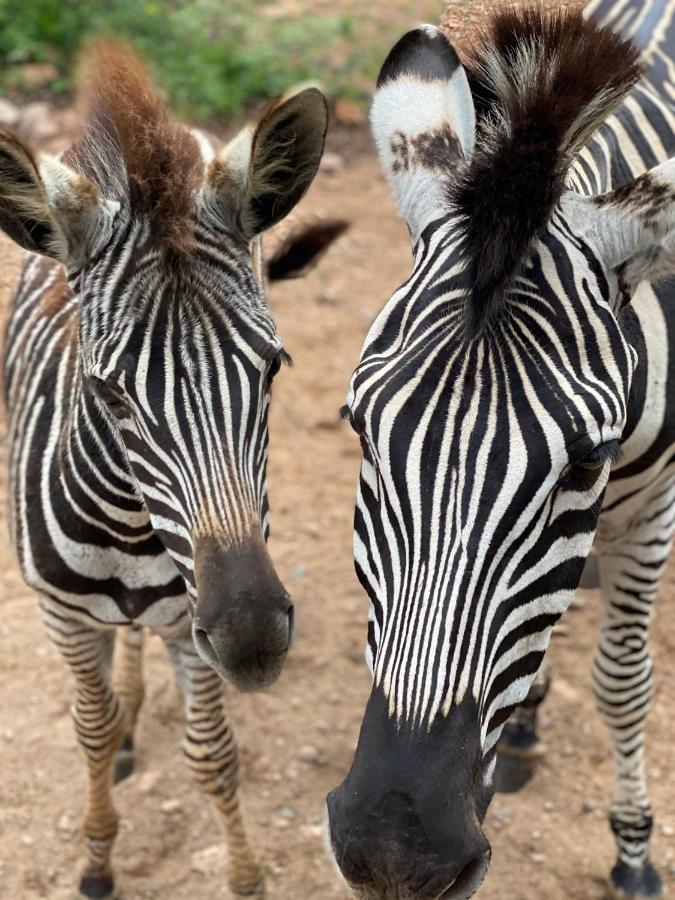 Вилла Birdsong Kruger Марлот-Парк Экстерьер фото